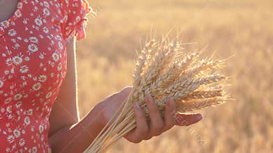 A girl holds a sheaf of ripe wheat in a field. Agriculture, agribusiness.