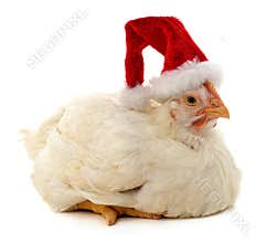 Chicken in Christmas hat