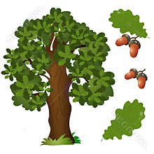 Color image of fruit, leaf and branch with acorns of oak on white background. Plants and trees. Vector illustration set for kids