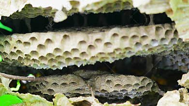 Focus on first floor inside of wasp broke and abandon nest