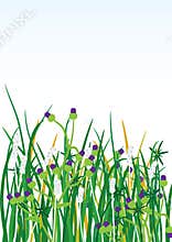 Wild grasses flowers background