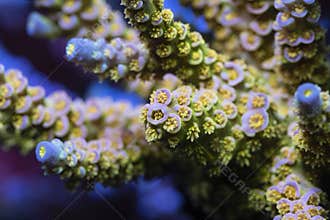 Beautiful acropora sps coral in coral reef aquarium tank.