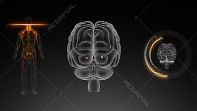 Parts of Brain with human Body