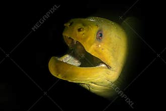 Green moray darkness