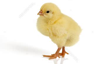 Easter chick isolated
