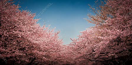 Cherry blossom in Tokyo