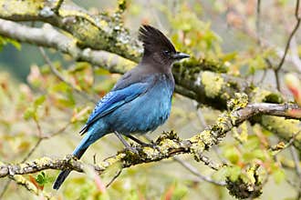 Steller`s Jay Bright Blue Feather