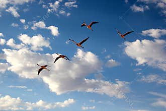 Flamingo Bird Watching