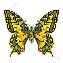 Yellow Butterfly on a white background, watercolor illustration, hand drawing