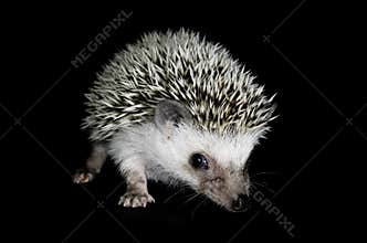 African pygmy hedgehog
