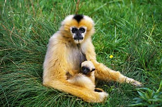 WHITE-HANDED GIBBON hylobates lar, MOTHER WITH YOUNG