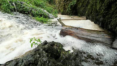 Raised water level brinks trunk and blocked stream. In cascade is create brown foam and whirlpools.