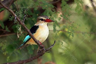 The brown-hooded kingfisher Halcyon albiventris sitting on the branch with green background