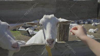 Preschool boy feeding goats with melon peel through the fence. Kid is happy to play with domestic animals on goat farm.