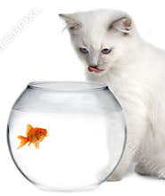 Cat and a gold fish