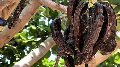 Ceratonia siliqua, commonly known as carob tree or carob bush as background.