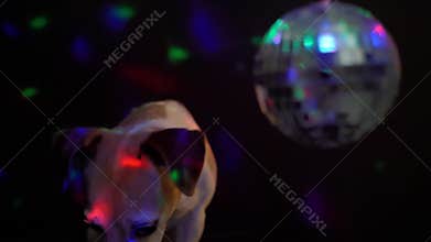 Funny dog Jack Russell terrier at disco party hiding head over disco ball.