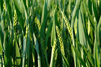 Green Wheat