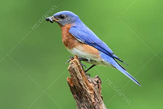 Eastern Bluebird