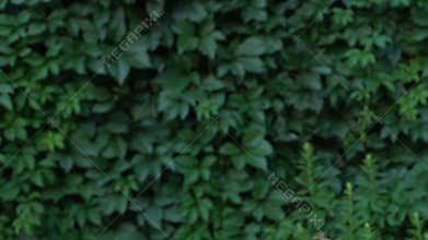 Female hand showing eco-friendly bag with pasta inside, responsible shopping