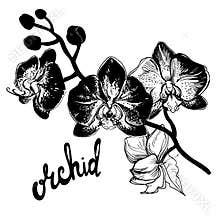 Hand drawn spotty orchid flowers isolated on white background