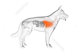 The canine lung