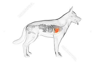 the canine heart