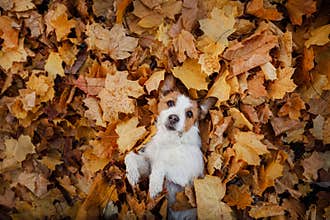 Dog in autumn leaves flat lay. lhappy jack russell terrier plays