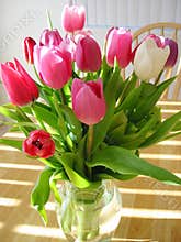 Tulips in vase