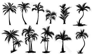 Set of palm trees. Collection of silhouette of palm tree. The contours of tropical plants. Black white illustration of