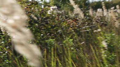 Meadow overgrown with high field grass. Feather grass