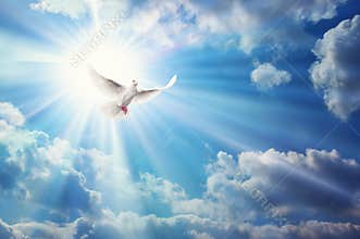 Freedom, peace and spirituality pigeon, white dove on blue sky