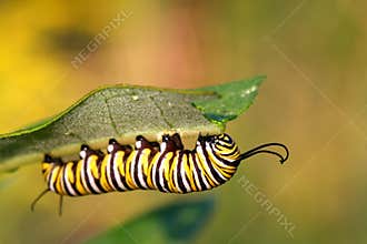 Monarch Butterfly Caterpillar