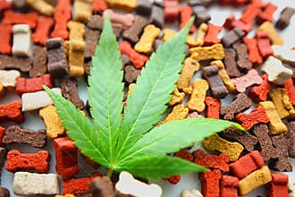 Dog bones cbd . cannabis business