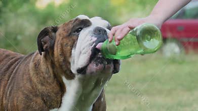 The English Bulldog drinks water