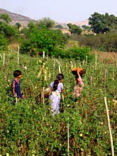 Children at Farm
