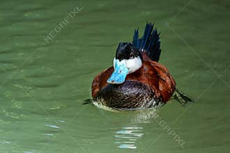 Ruddy Duck, Oxyura jamaicensis, swimming on water surface