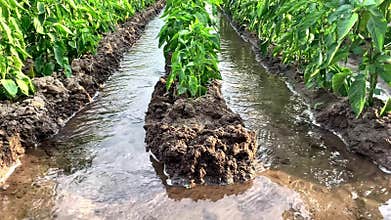 Pepper plantation irrigation canals filled with water. Traditional crop watering. Growing vegetables in farm, fertilizers