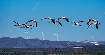 Greater Flamingos in wetlands of Campillos lagoons in Malaga. Spain.