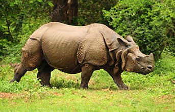 Indian Rhino