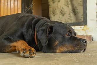 Portrait of a Rottweiler dog. Sad dog