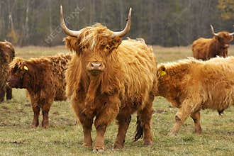 Highland cattle with calves on pasture in autumn
