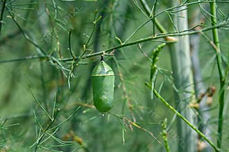 Monarch butterfly chrysalis on asparagus greenery.