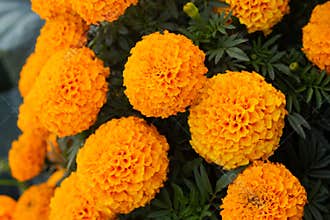 Close-up of beautiful marigold blossom