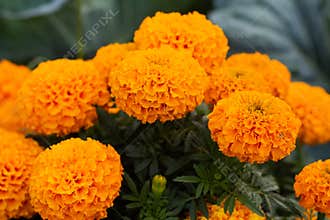 Close-up of beautiful marigold blossom