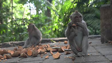 Two young monkeys eating sweet potatoes in the Monkey Forest, Ubud - Bali