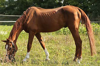 Young saddle horse eating green grass on pasture