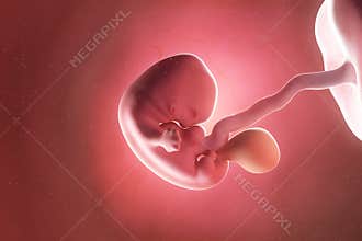 A fetus at week 7