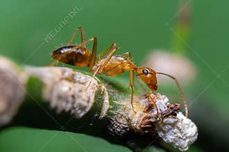 Yellow crazy ant on branch with green background, Thailand