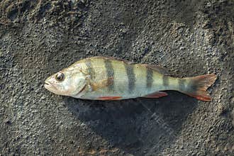 Macro photo of nature fish european perch. Texture background fish perch lies on the ground. Predatory river striped bass with a